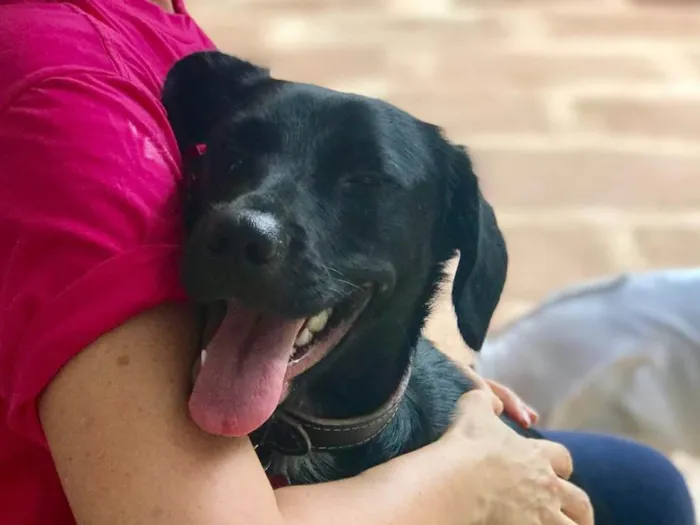 Cachorro ra a SRD idade 1 ano nome Belinha
