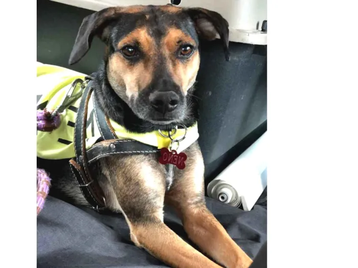 Cachorro raça SRD idade 3 anos nome Neno