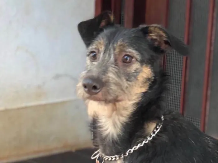 Cachorro ra a SRD idade 1 ano nome Lennon
