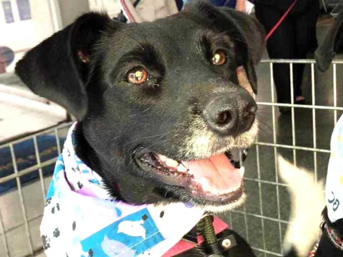 Cachorro ra a SRD  idade 3 anos nome Estela