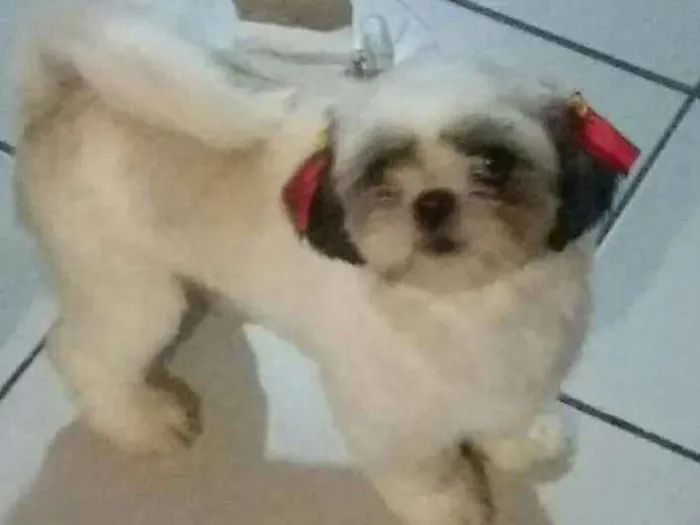 Cachorro ra a Shitzu idade 3 anos nome Shelly