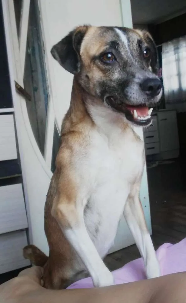 Cachorro ra a Rnd idade 1 ano nome Akira