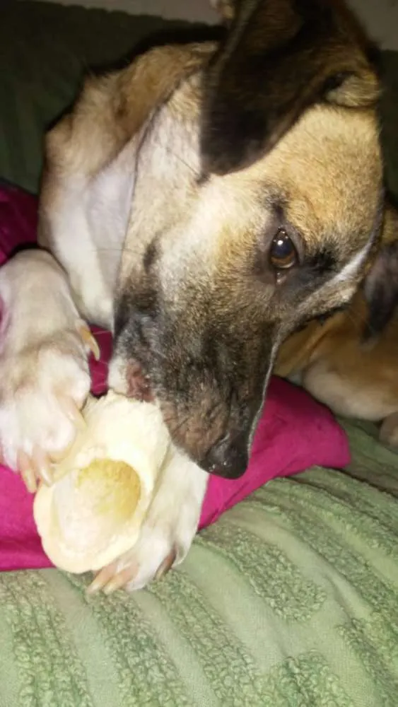 Cachorro ra a Rnd idade 1 ano nome Akira