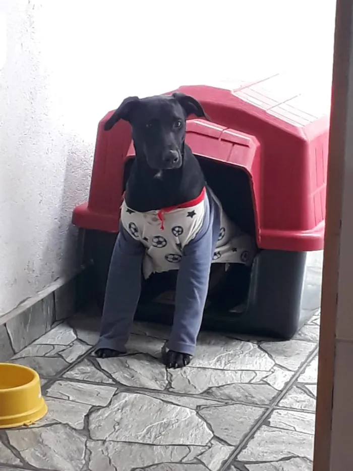 Cachorro ra a viralata labrador/  viralata idade 1 ano nome Stitch/ Pituca
