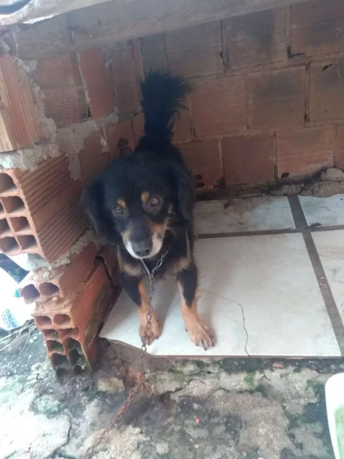 Cachorro ra a Misturado idade 2 anos nome Chop