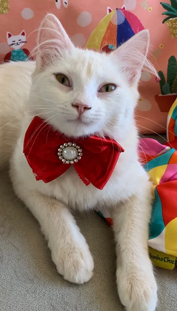 Gato ra a SRD idade 2 a 6 meses nome MARIE