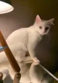 MARIE