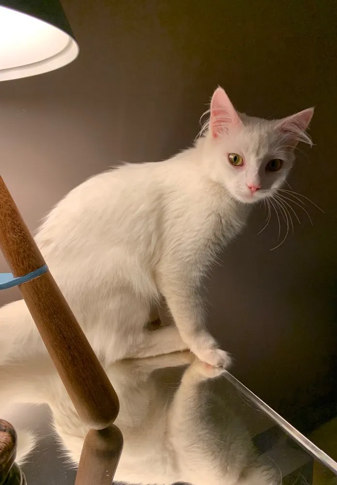 Gato ra a SRD idade 2 a 6 meses nome MARIE