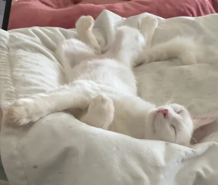 Gato ra a SRD idade 2 a 6 meses nome MARIE