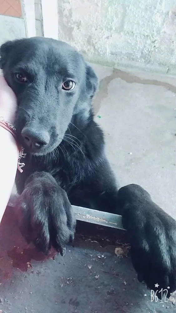 Cachorro ra a Vira lata  idade 3 anos nome Hillary