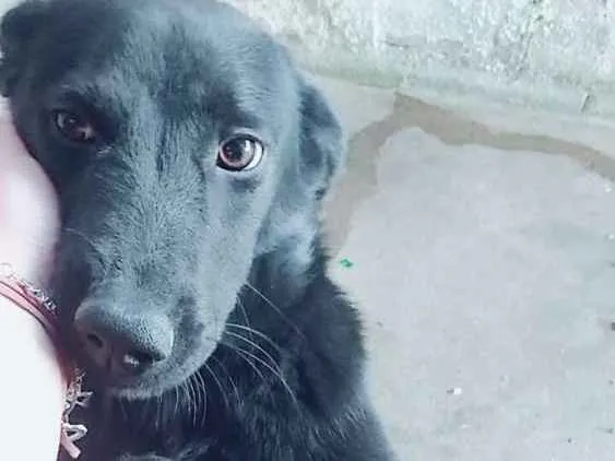 Cachorro ra a Vira lata  idade 3 anos nome Hillary