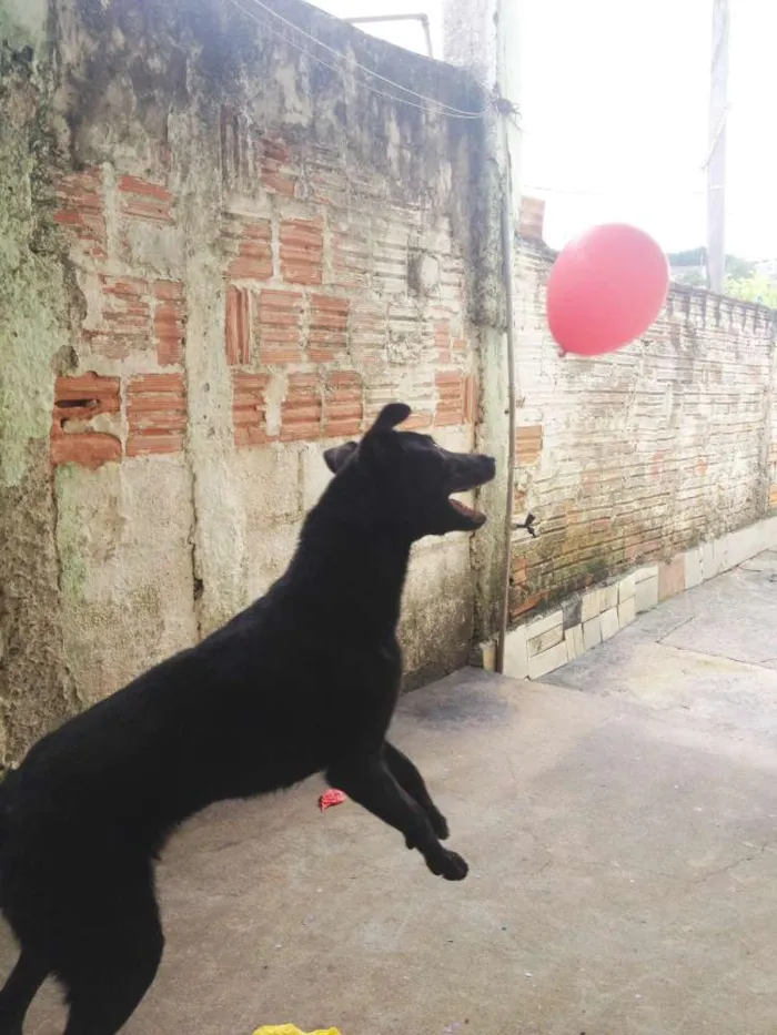 Cachorro ra a Vira lata  idade 3 anos nome Hillary