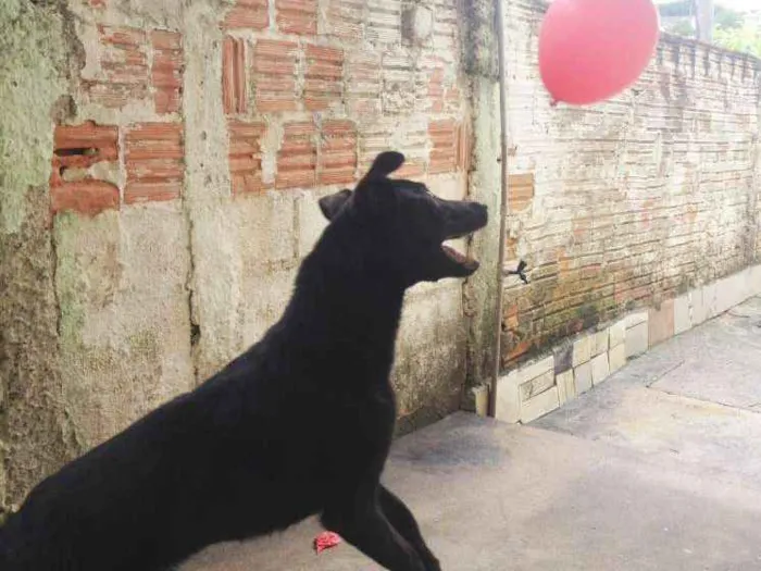 Cachorro ra a Vira lata  idade 3 anos nome Hillary