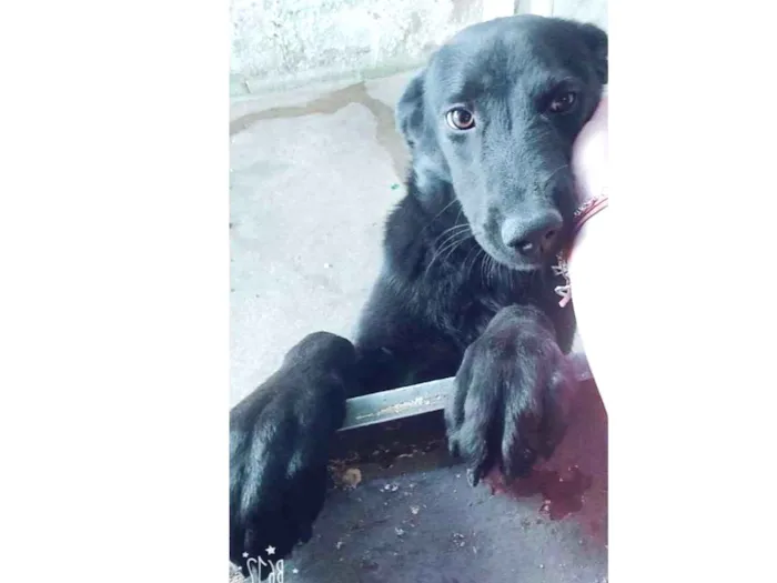 Cachorro ra a Vira lata  idade 3 anos nome Hillary