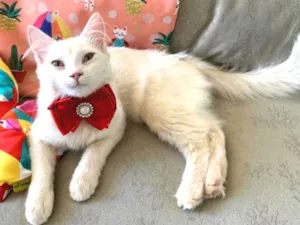 Gato raça SRD idade 2 a 6 meses nome MARIE