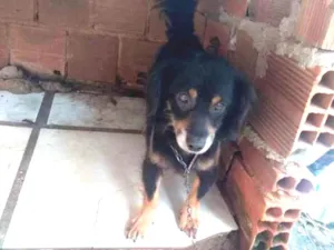 Cachorro raça Misturado idade 2 anos nome Chop