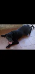 Negão