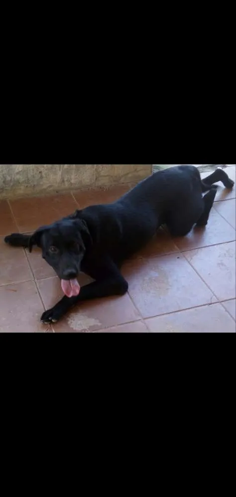Cachorro raça Labrador  idade 2 anos nome Negão
