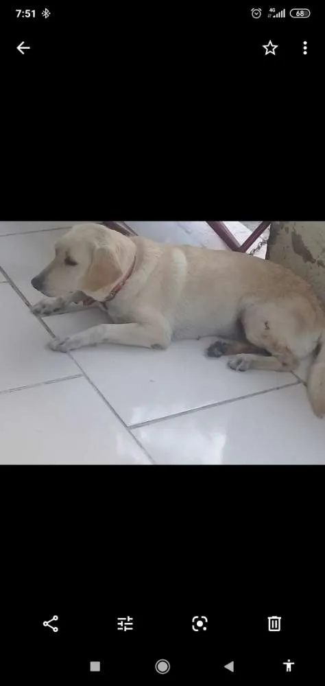 Cachorro raça Labrador  idade 3 anos nome Tila