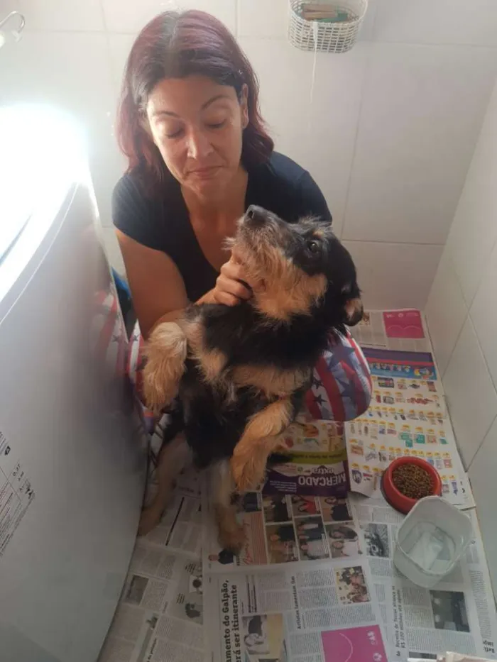 Cachorro ra a Vira Lata idade 7 a 11 meses nome Thor