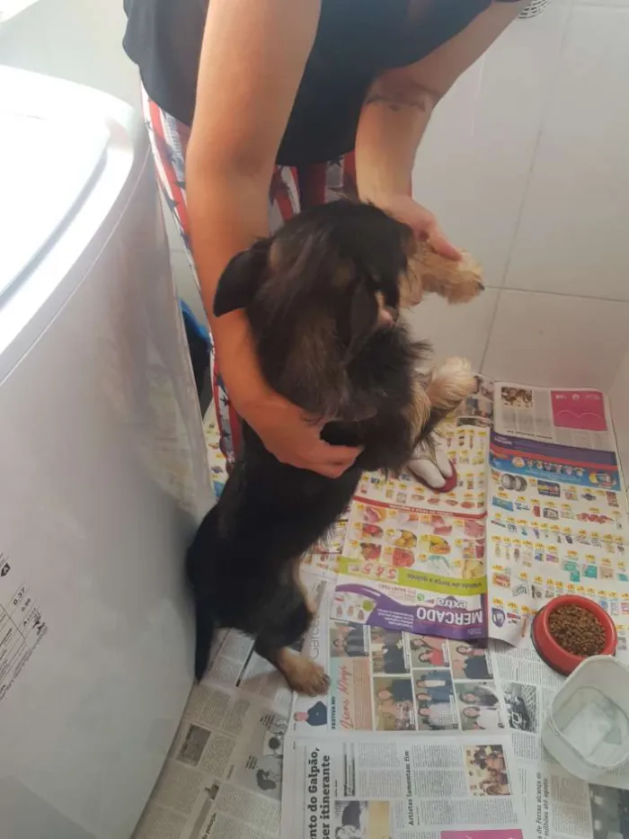 Cachorro ra a Vira Lata idade 7 a 11 meses nome Thor