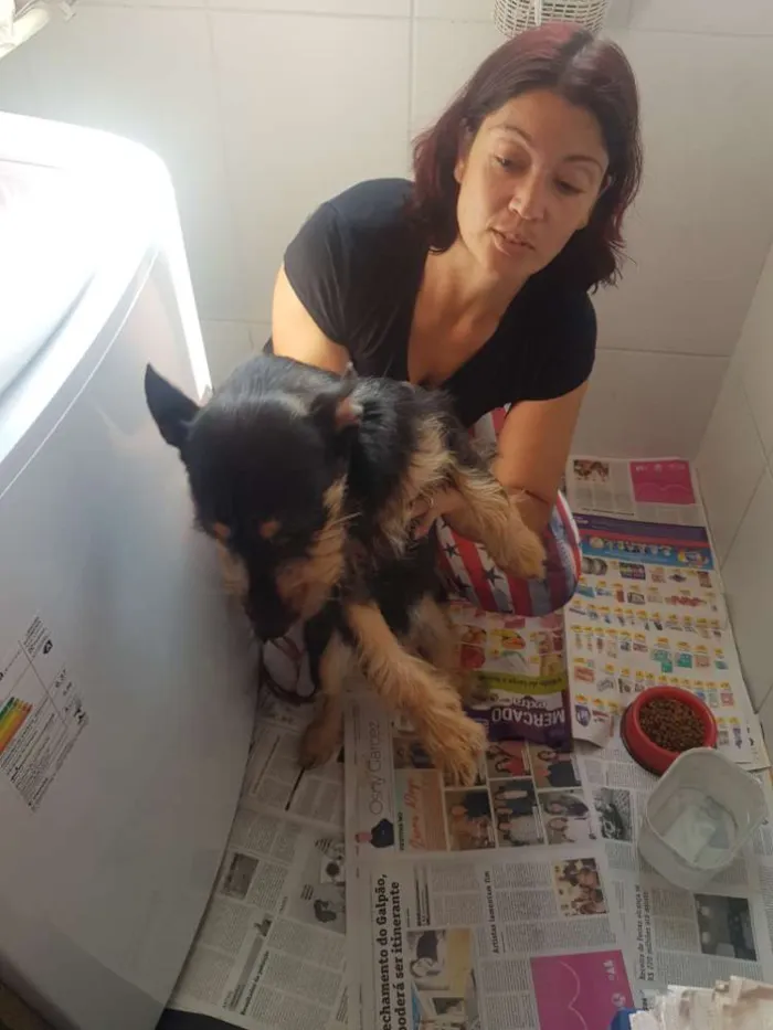 Cachorro ra a Vira Lata idade 7 a 11 meses nome Thor
