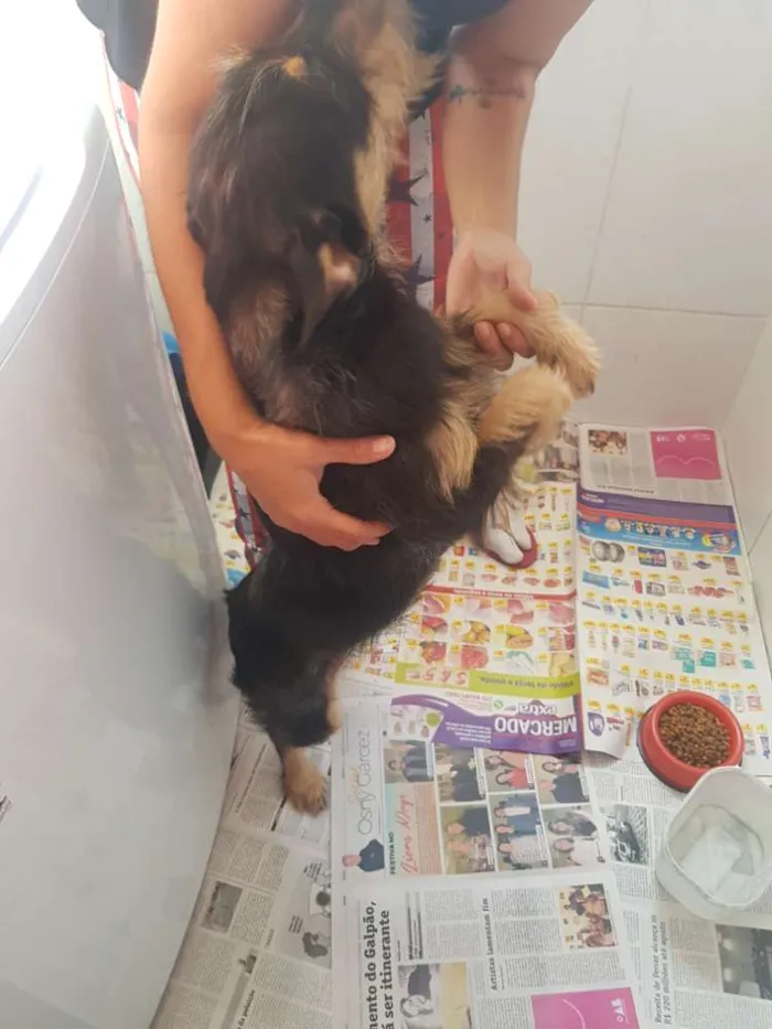 Cachorro ra a Vira Lata idade 7 a 11 meses nome Thor