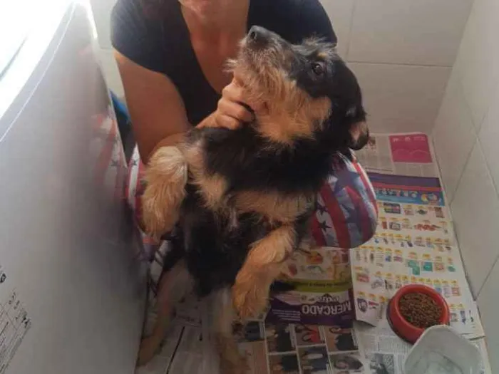Cachorro ra a Vira Lata idade 7 a 11 meses nome Thor