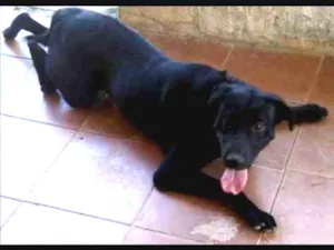 Cachorro raça Labrador  idade 2 anos nome Negão