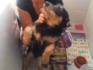 Cachorro raça Vira Lata idade 7 a 11 meses nome Thor