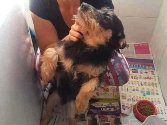 Cachorro ra a Vira Lata idade 7 a 11 meses nome Thor