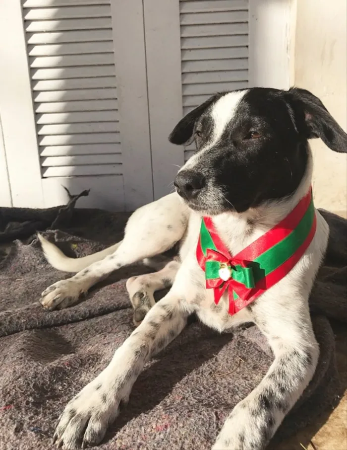 Cachorro ra a SEM RAÇA DEFINIDA  idade 2 a 6 meses nome NOAH