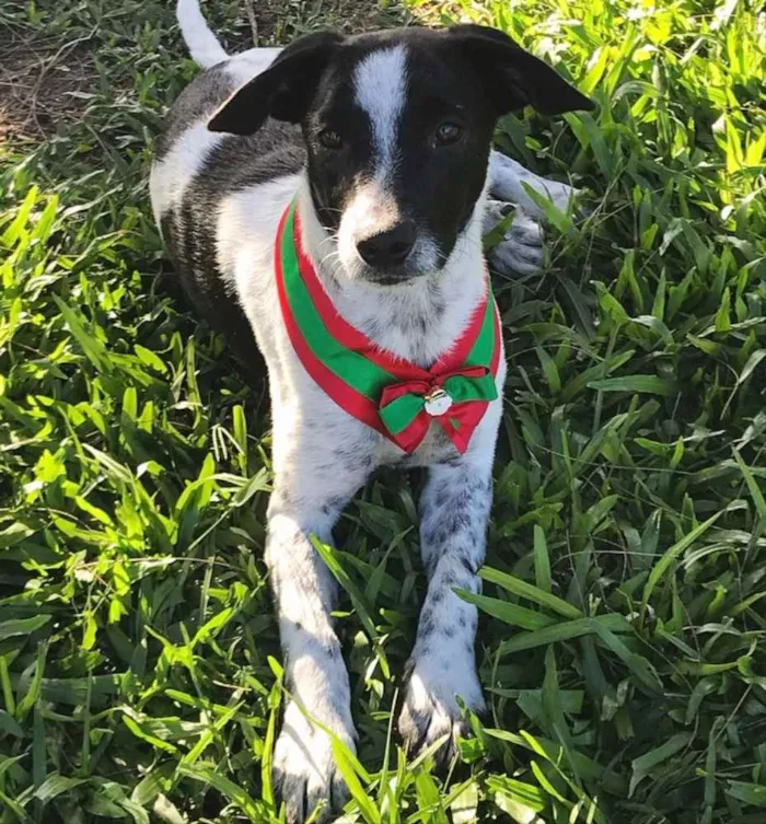 Cachorro ra a SEM RAÇA DEFINIDA  idade 2 a 6 meses nome NOAH