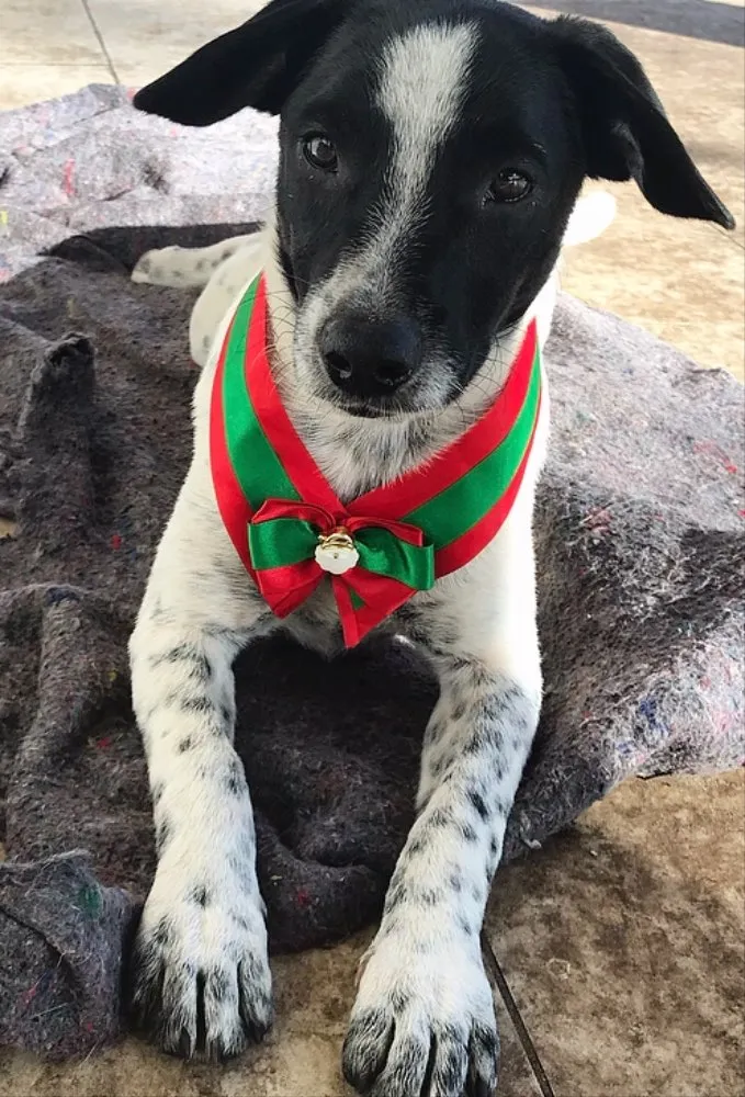 Cachorro ra a SEM RAÇA DEFINIDA  idade 2 a 6 meses nome NOAH