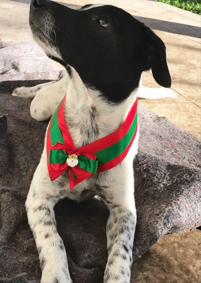 Cachorro ra a SEM RAÇA DEFINIDA  idade 2 a 6 meses nome NOAH