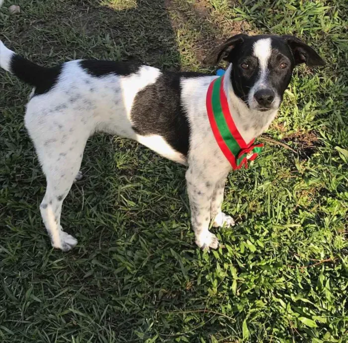 Cachorro ra a SEM RAÇA DEFINIDA  idade 2 a 6 meses nome NOAH