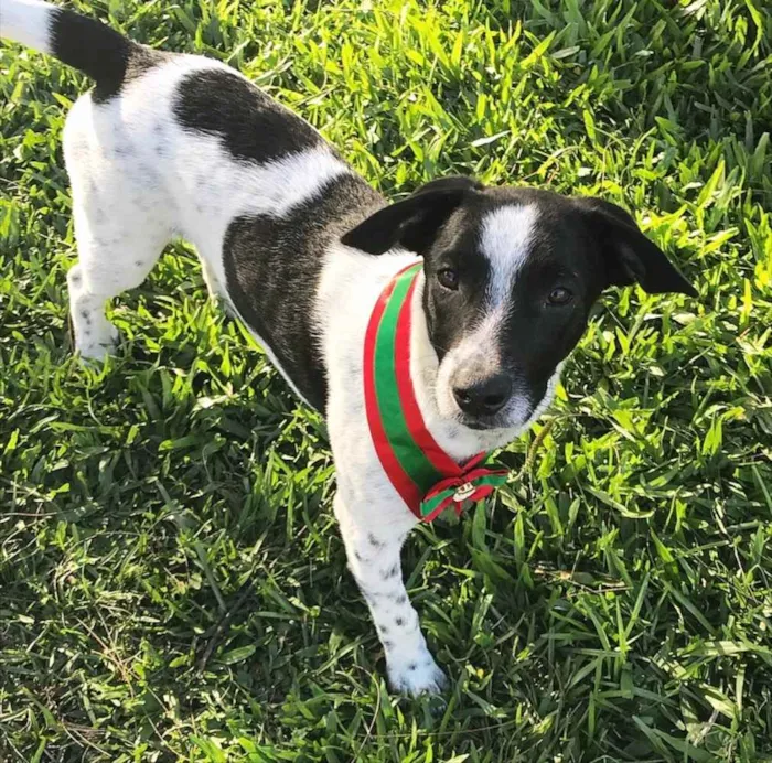 Cachorro ra a SEM RAÇA DEFINIDA  idade 2 a 6 meses nome NOAH