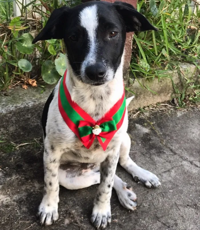 Cachorro ra a SEM RAÇA DEFINIDA  idade 2 a 6 meses nome NOAH