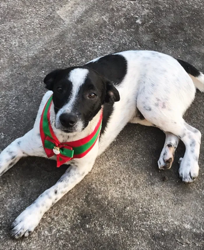 Cachorro ra a SEM RAÇA DEFINIDA  idade 2 a 6 meses nome NOAH