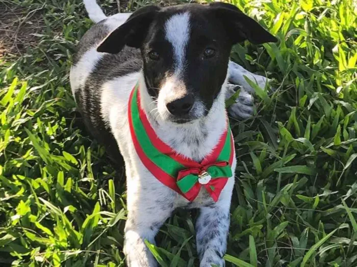 Cachorro ra a SEM RAÇA DEFINIDA  idade 2 a 6 meses nome NOAH