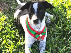 Cachorro raça SEM RAÇA DEFINIDA  idade 2 a 6 meses nome NOAH