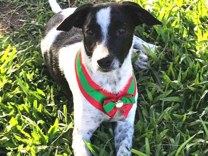 Cachorro ra a SEM RAÇA DEFINIDA  idade 2 a 6 meses nome NOAH