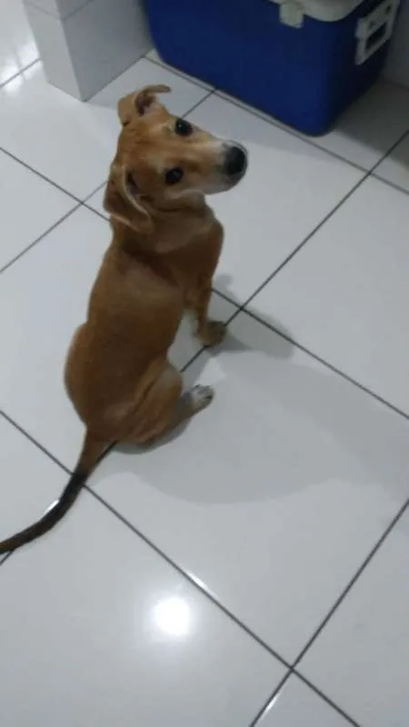 Cachorro ra a SRD idade 2 a 6 meses nome Rick