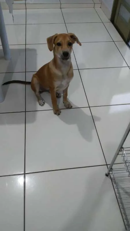 Cachorro ra a SRD idade 2 a 6 meses nome Rick