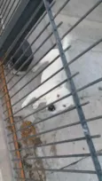 Pipoca
