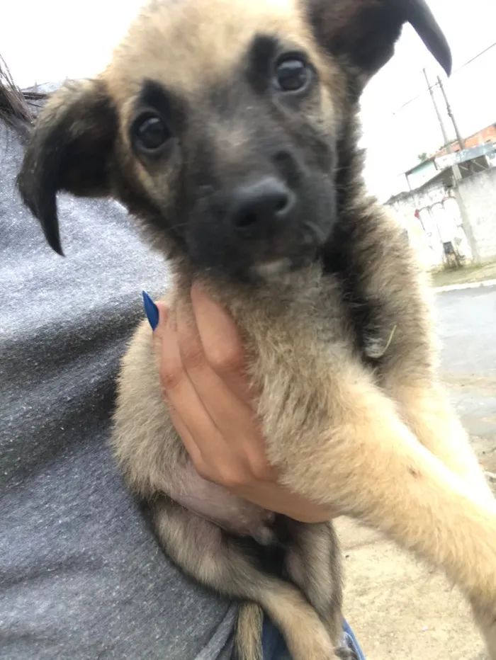 Cachorro ra a Sem raça definida  idade 2 a 6 meses nome Tonico 