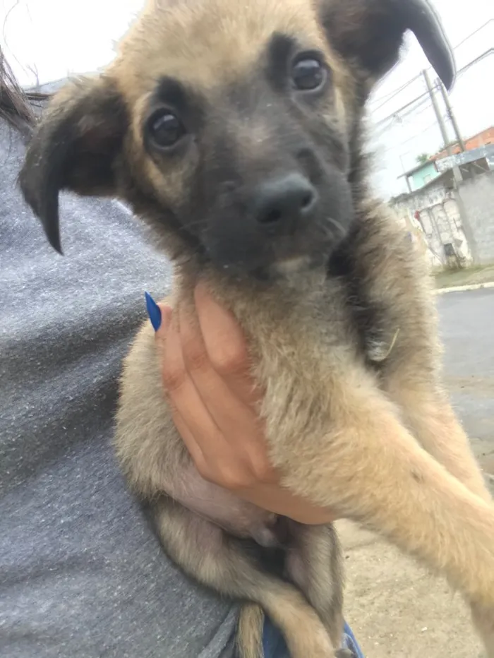 Cachorro ra a Sem raça definida  idade 2 a 6 meses nome Tonico 