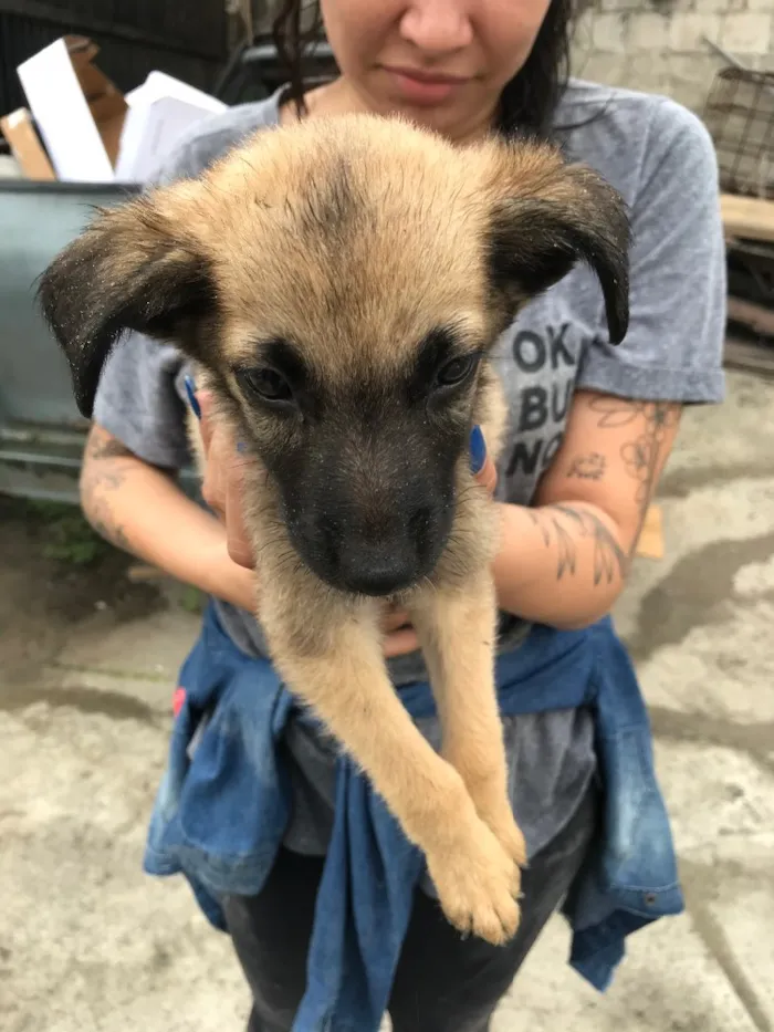 Cachorro ra a Sem raça definida  idade 2 a 6 meses nome Tonico 