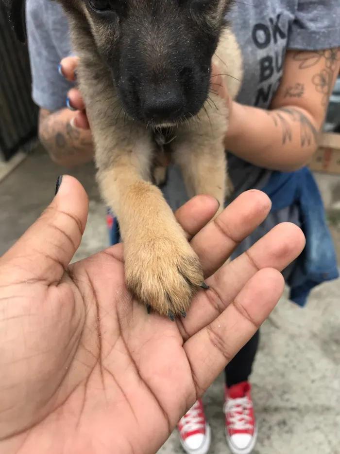 Cachorro ra a Sem raça definida  idade 2 a 6 meses nome Tonico 