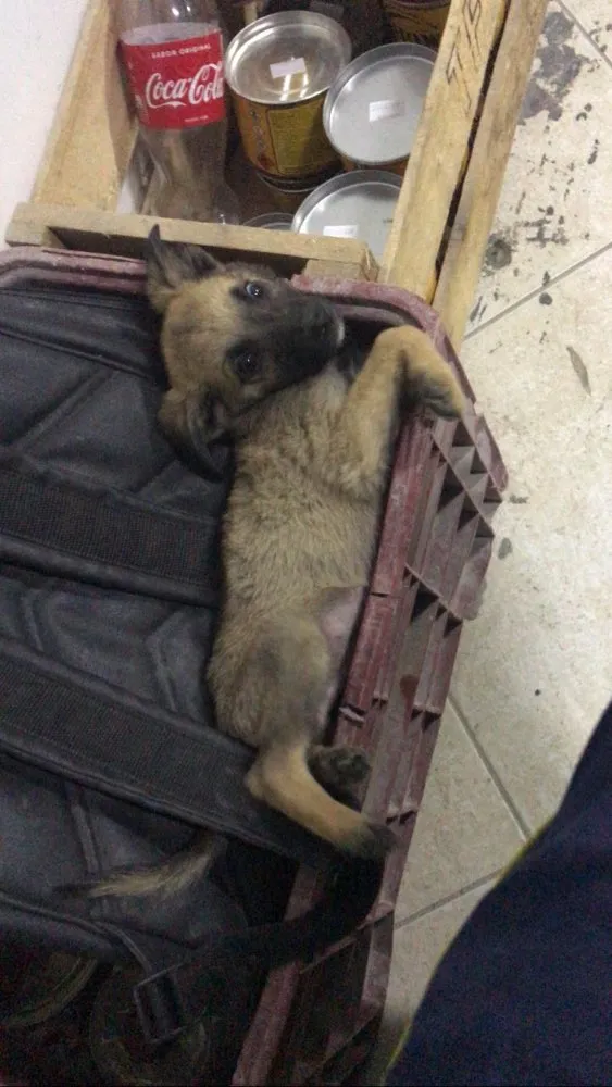 Cachorro ra a Sem raça definida  idade 2 a 6 meses nome Tonico 
